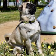 JAGNA z Północnej Polany 4