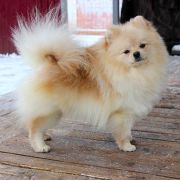 Jak Bertran Martinez Iz Kniaginino 