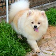 Jak Bertran Martinez Iz Kniaginino 2