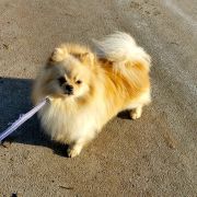 Jak Bertran Martinez Iz Kniaginino 3