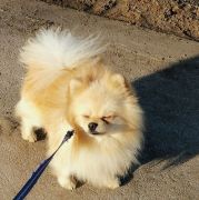 Jak Bertran Martinez Iz Kniaginino 4