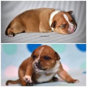 Jakard awejherstaff TIP TOP