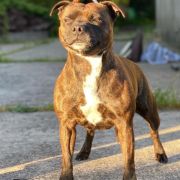 Jakard Wejherstaff BORN TO BE LOVED