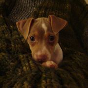 Jakard Wejherstaff FORTUNA