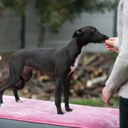 JALAPENO Paka Czworaka