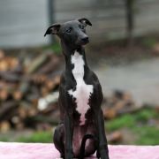 JALAPENO Paka Czworaka