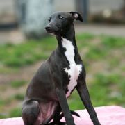 JALAPENO Paka Czworaka