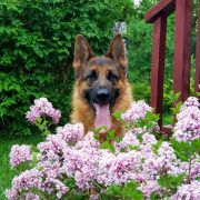 Jamaica von der Berghofer-Heide 