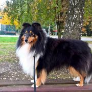 JAMAL - MAGICZNY OGRÓD FCI 2