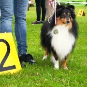 JAMAL - MAGICZNY OGRÓD FCI 3