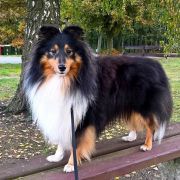 JAMAL - MAGICZNY OGRÓD FCI 4