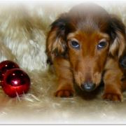 ZIEMOWIT Taniec Motyla (KL)