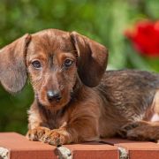 jamnik szorskowłosy króliczy