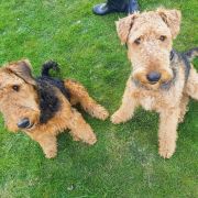 JASER Złaja Farmera 