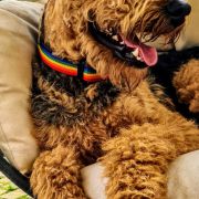 JASER Złaja Farmera 