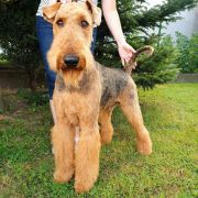 JASER Złaja Farmera 