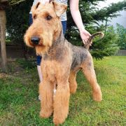 JASER Złaja Farmera 