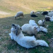 Jayla Lisey from Pyrlandia