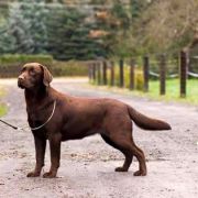 Jelja AZGARD La Doro Bella