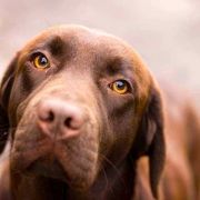 Jelja AZGARD La Doro Bella 2