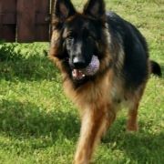 Jesi vom Waldfurter Wald