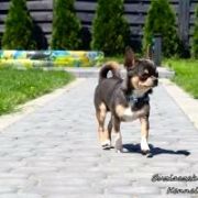 JIMI HENDRIX Buziaczek