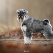 JIMI HENDRIX Wise Lord Lija Fci