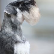 JIMI HENDRIX Wise Lord Lija Fci