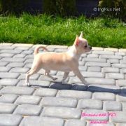 JOHNNY BRAVO BUZIACZEK