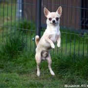 JOHNNY BRAVO BUZIACZEK 2