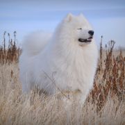 JOURNEY TO SAYAN Xsara's hope