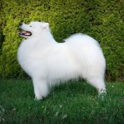 JOURNEY TO SAYAN Xsara's hope