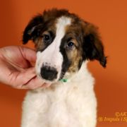 JOYFUL JASPIS Impuls i Splendor