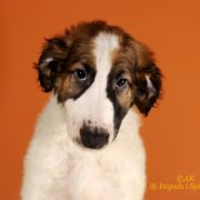 JOYFUL JASPIS Impuls i Splendor