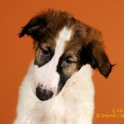 JOYFUL JASPIS Impuls i Splendor