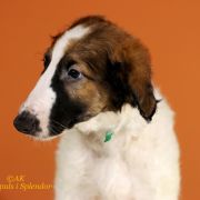 JOYFUL JASPIS Impuls i Splendor