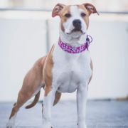 JOŻECHCZUŁA FOR AMERICAN HEART New Radegost 