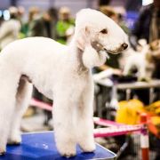 Jumper Hunter Hopeful Spring