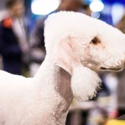 Jumper Hunter Hopeful Spring 2