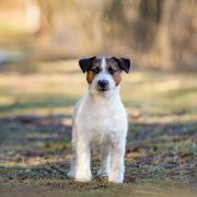 JUN.CH.PL MR.BOND LINEA LUNA