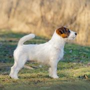 JUN.CH.PL MR.BOND LINEA LUNA