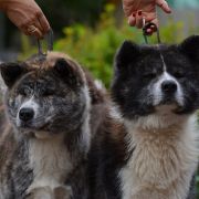 M szczenięta akity z gwarancją zdrowia