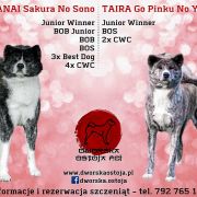 M szczenięta akity z gwarancją zdrowia