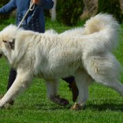 Kai Harvey from Pyrlandia