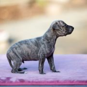 KAJKO-BION Paka Czworaka