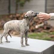 KAJKO-BION Paka Czworaka