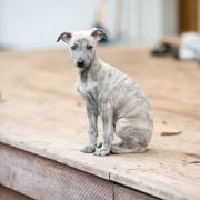 KAJKO-BION Paka Czworaka