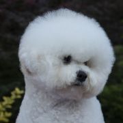 Kamians Victory Of Love