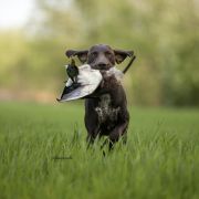 Karat z Cudownego Lasu