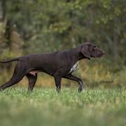 Karat z Cudownego Lasu